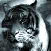 ReXxar
